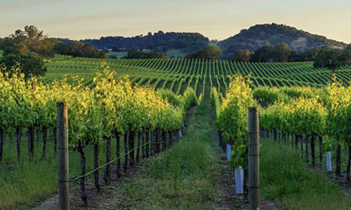 A vineyard in Berat, Albania