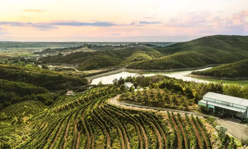 Aerial shot at sunset of a vineyard in Durres, Albania