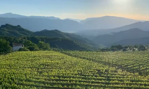 A beautiful shot of a vineyard in Permet which produces Raki