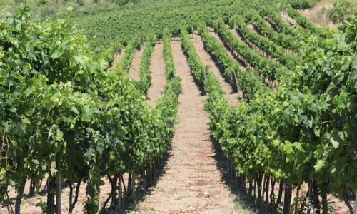 A vineyard near Tirana, Albania